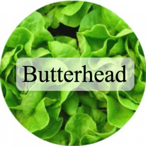 butterhead